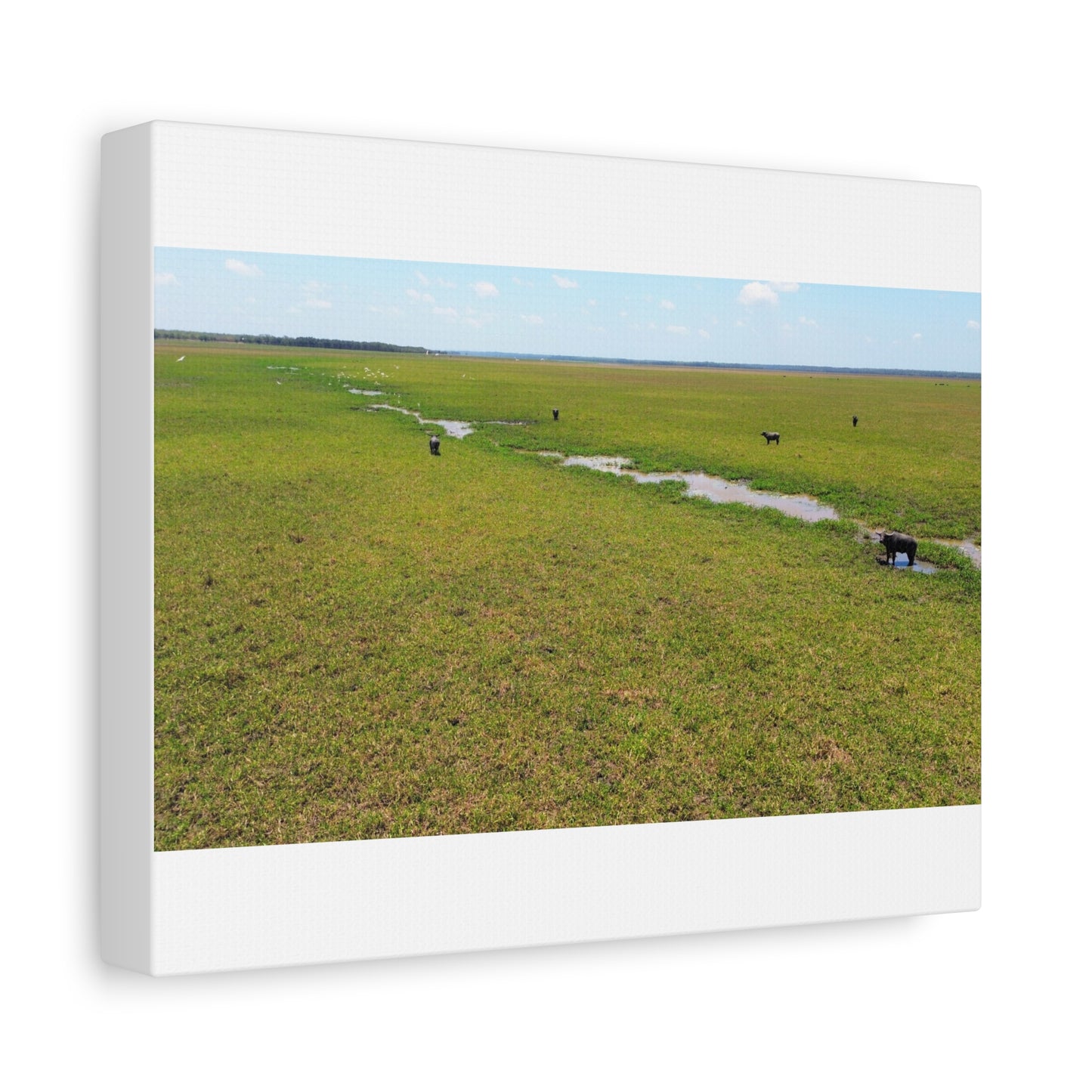 Asiatic Water Buffalo Australian Outback - Canvas Print