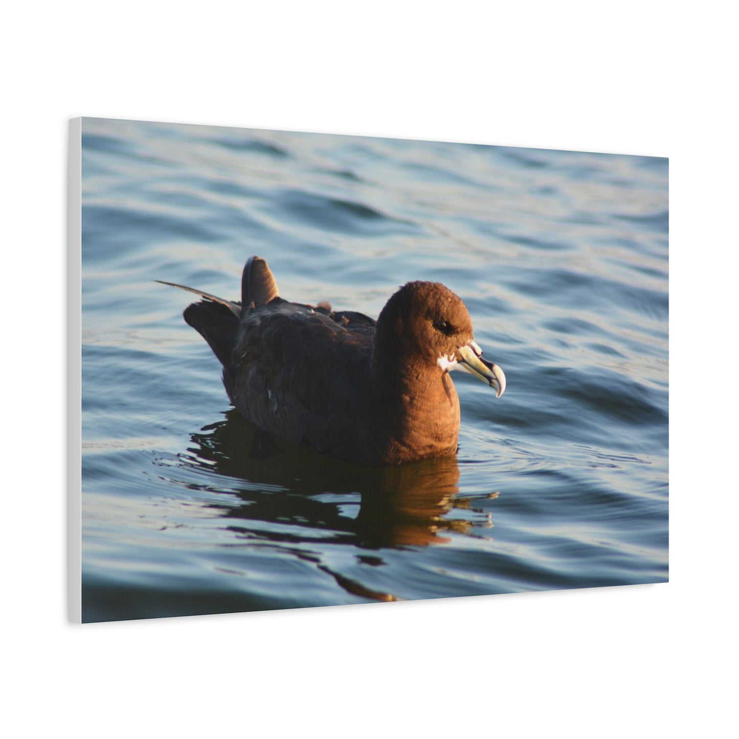 Bird Art Wall Decor, Coastal Wall Art, Ocean Decor, Nature Photography, Sea Bird Print