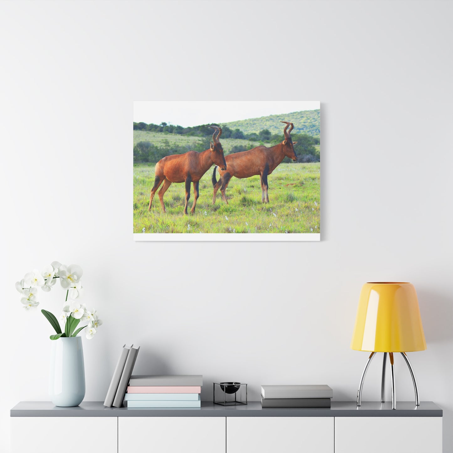 African Red Hartebeest - Canvas Print