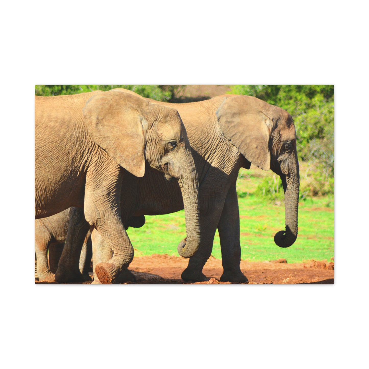 African Elephants - Canvas Print