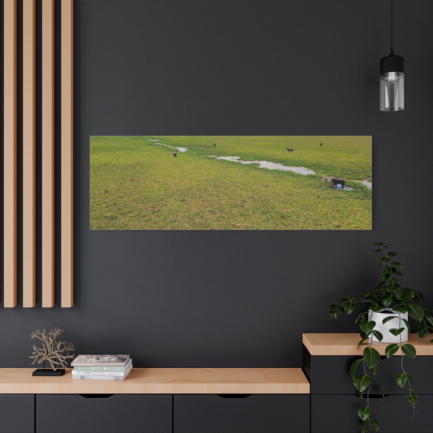 Asiatic Water Buffalo Australian Outback - Canvas Print