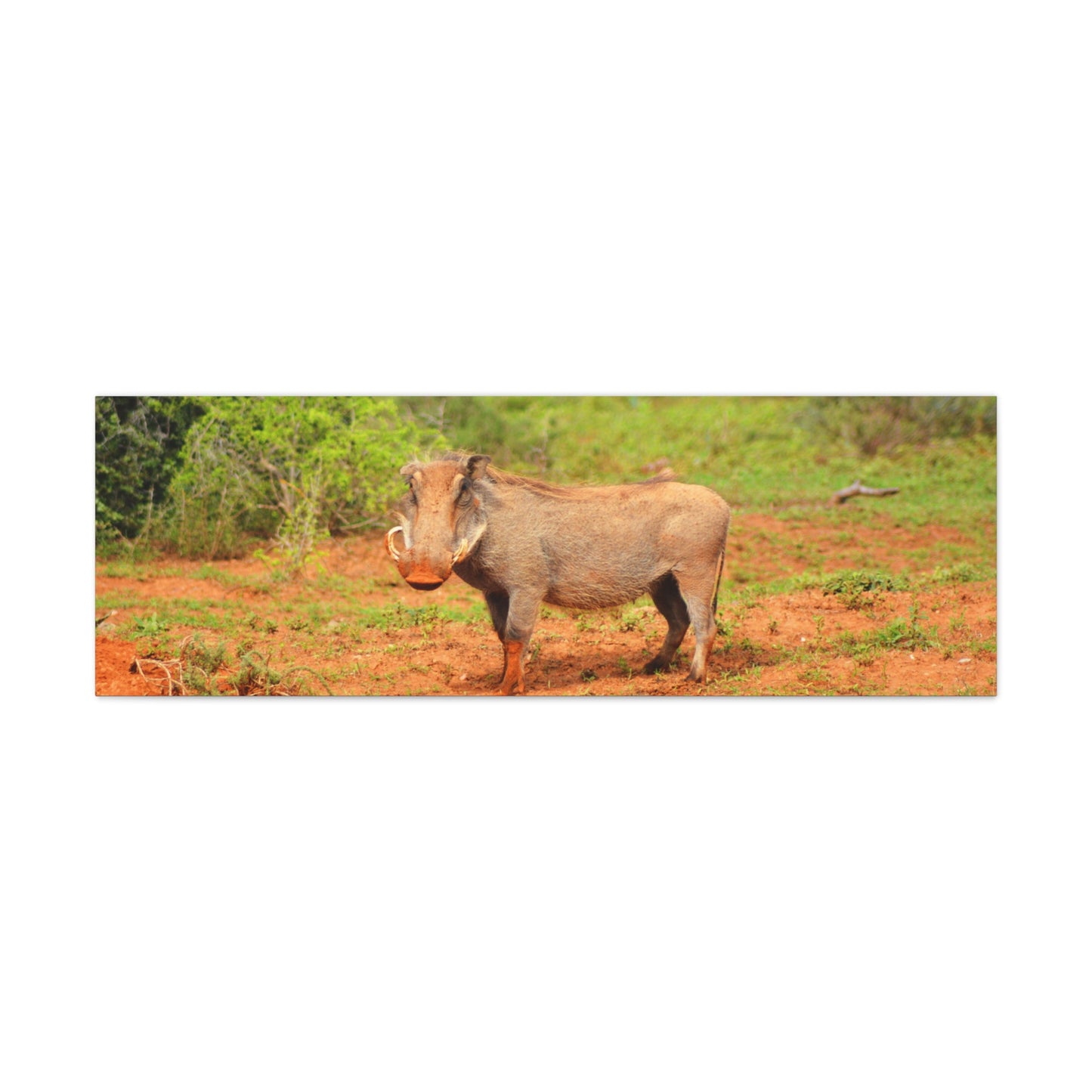 Dirty Warthog - Canvas Print