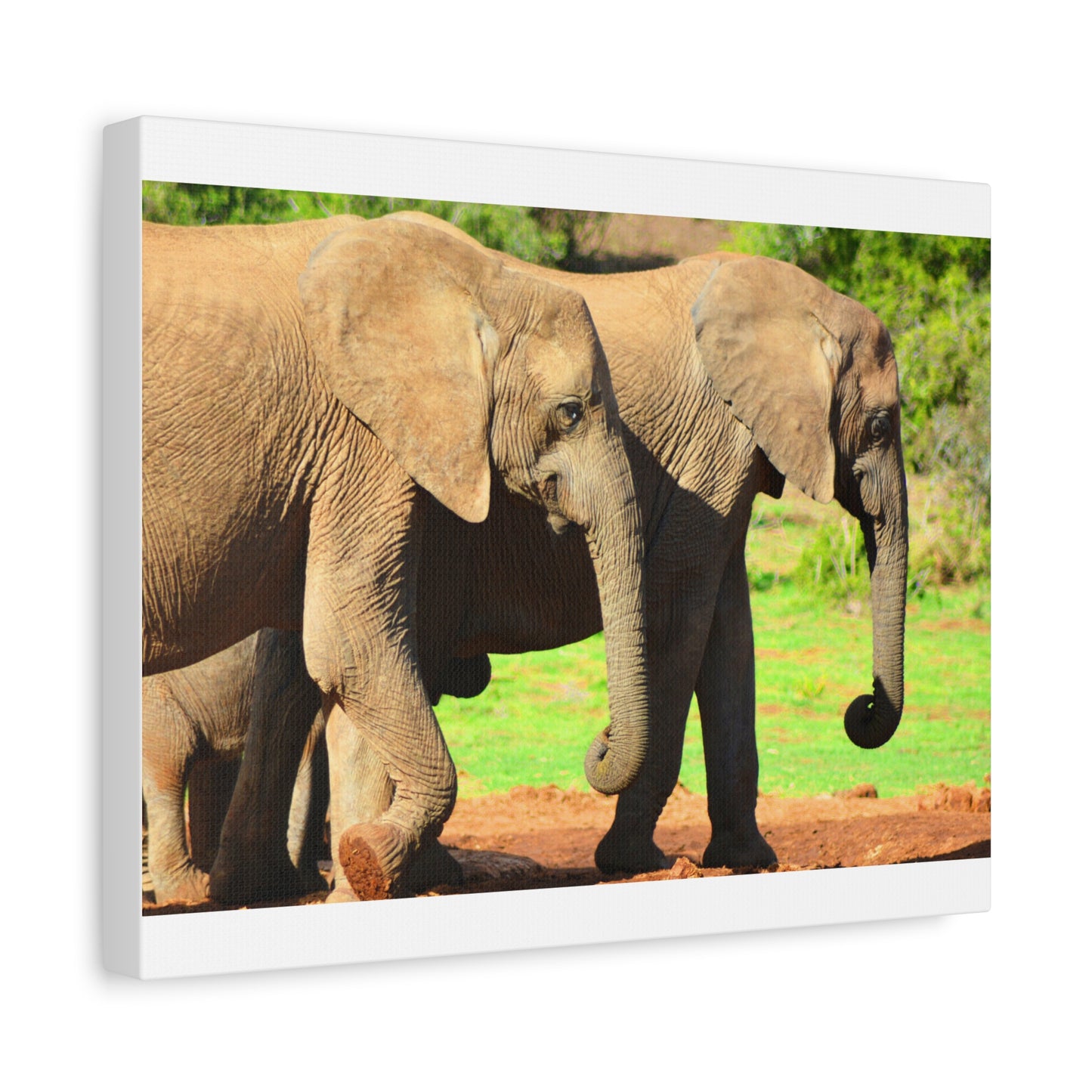 African Elephants - Canvas Print