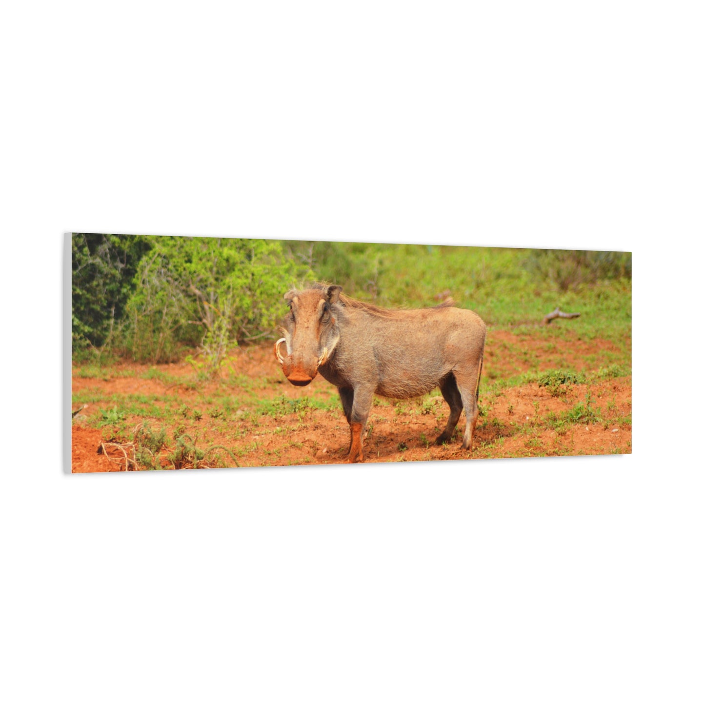 Dirty Warthog - Canvas Print