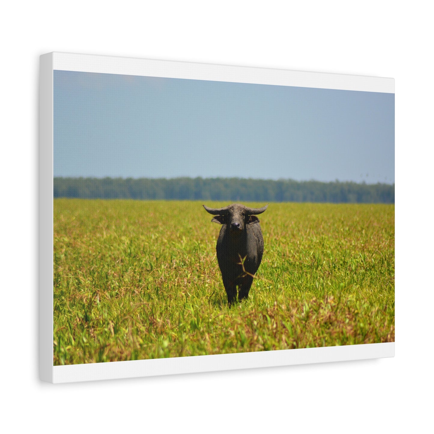 Asiatic Water Buffalo Australian Outback - Canvas Print