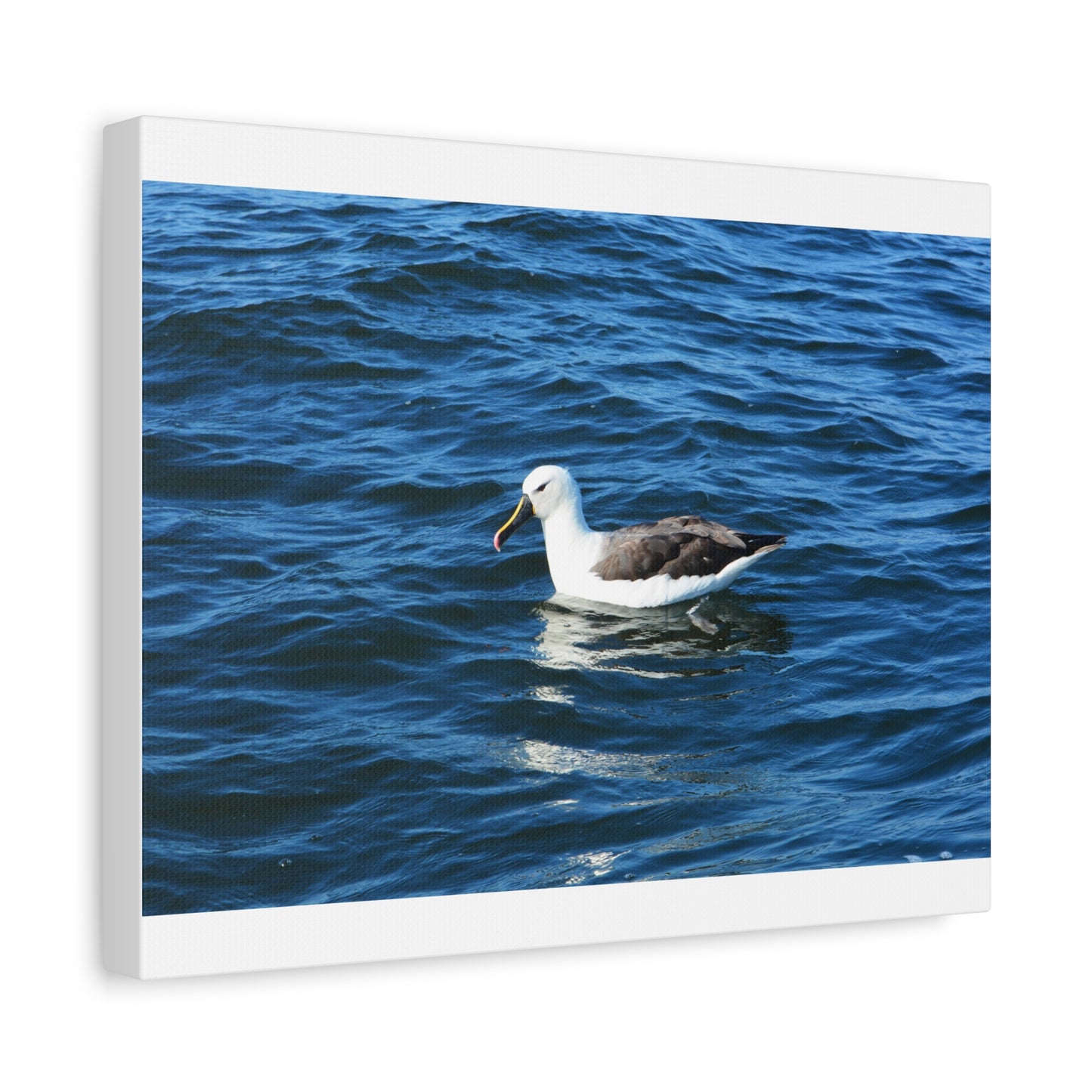 Albatross Canvas Print Sea Bird