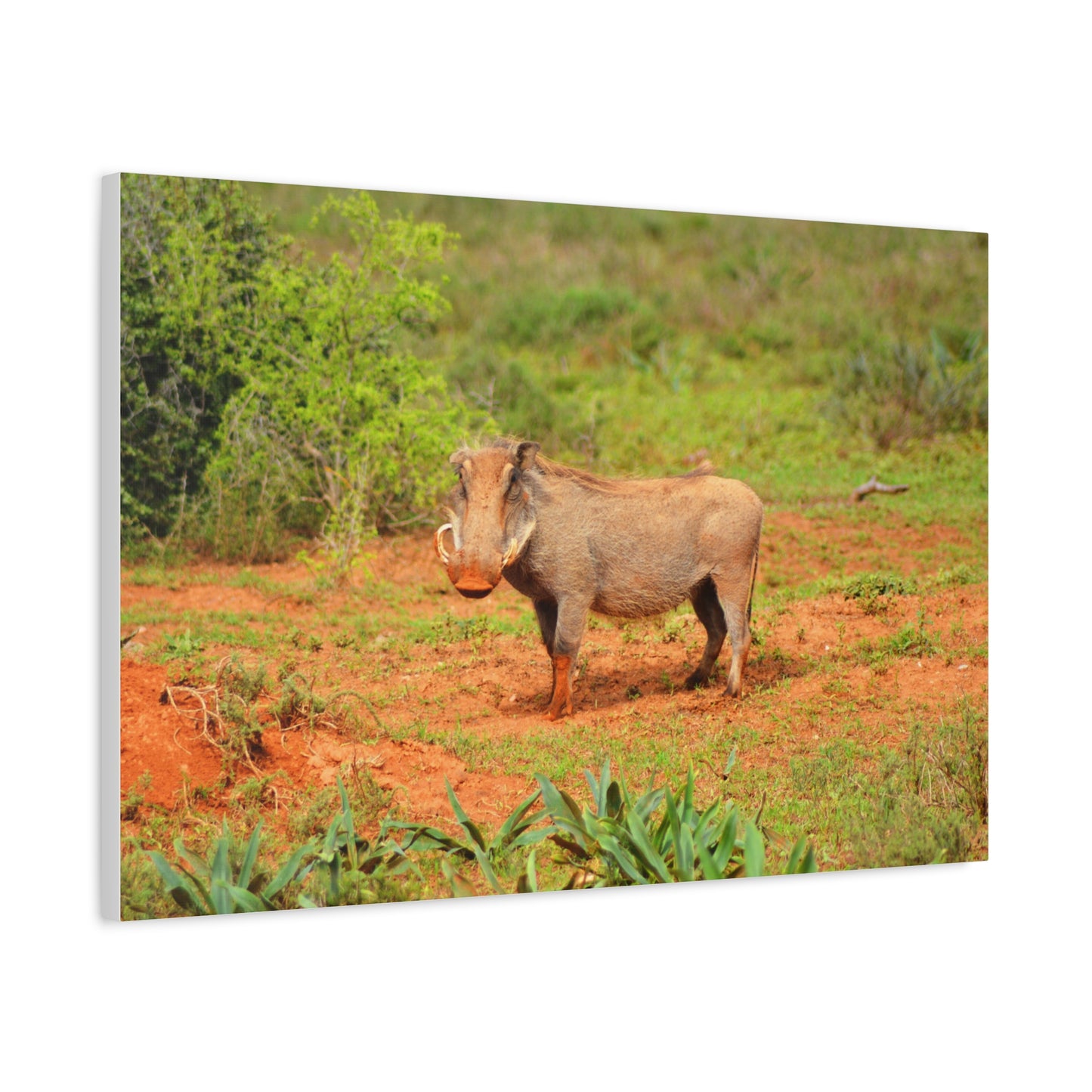 Dirty Warthog - Canvas Print