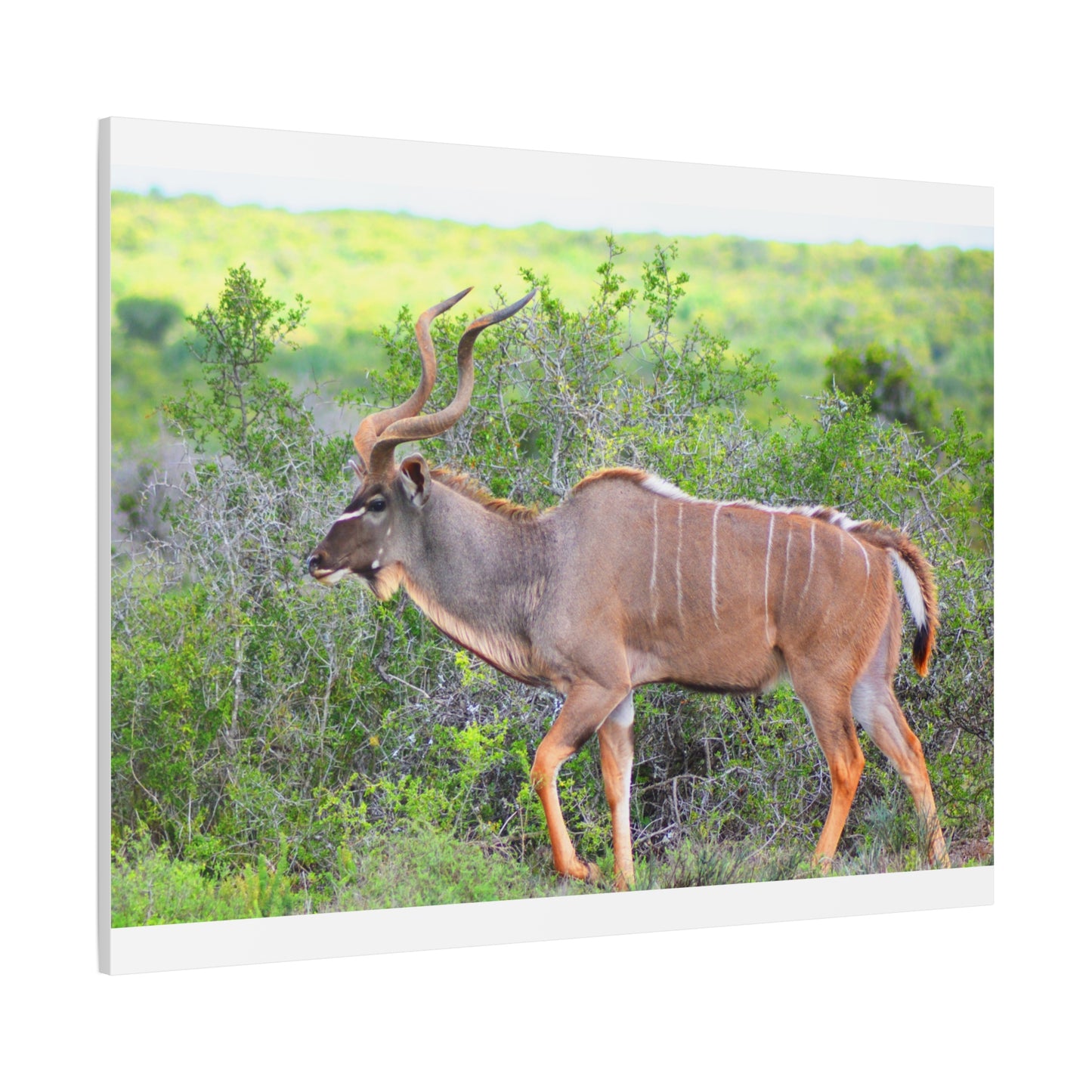 Africa Kudu Bull - Canvas Print