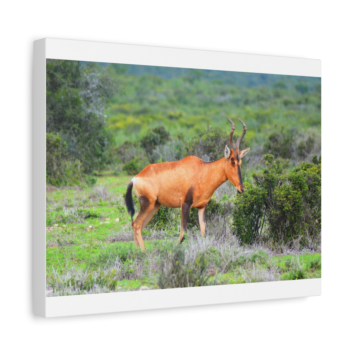 Africa Red Hartebeest - Canvas Print