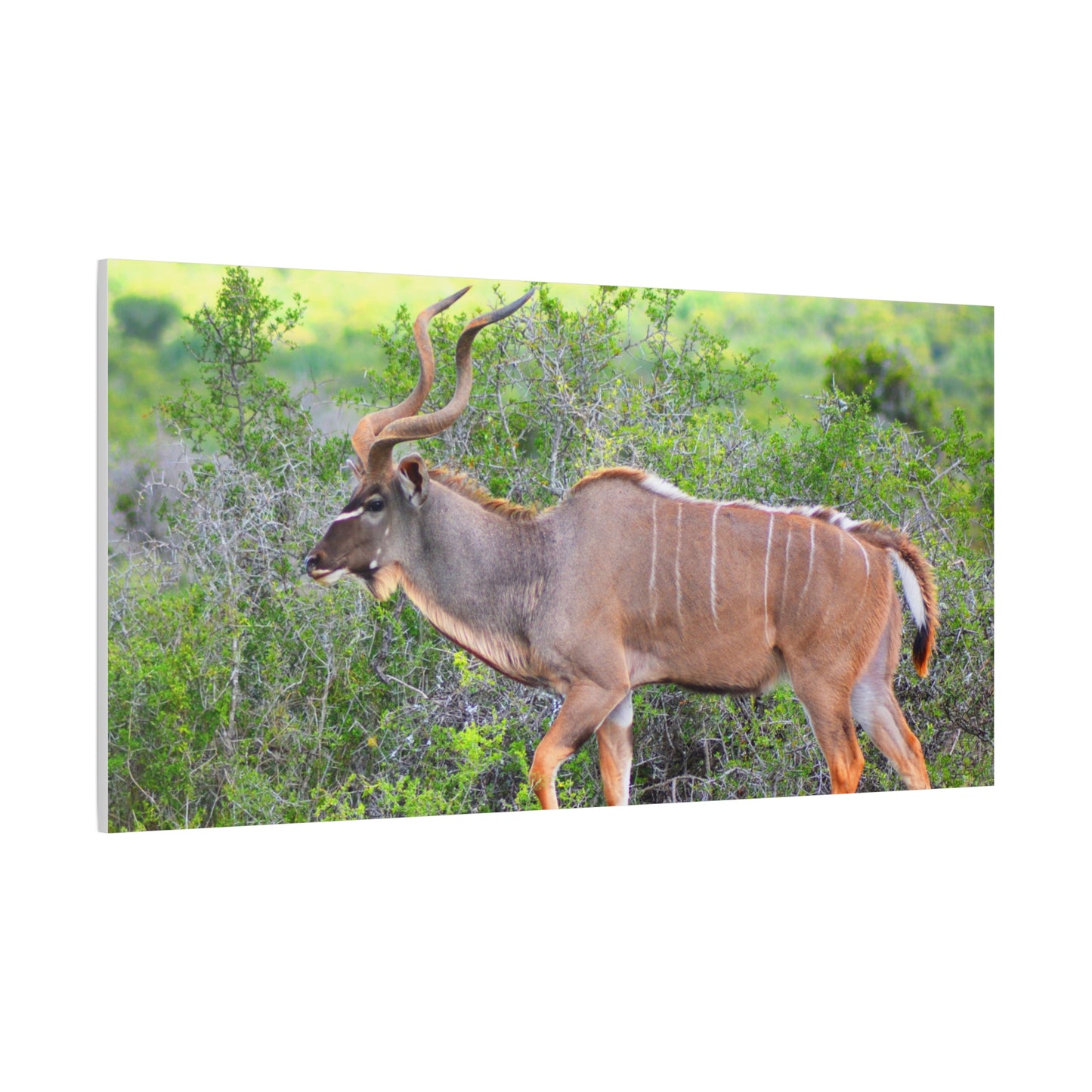 Africa Kudu Bull - Canvas Print