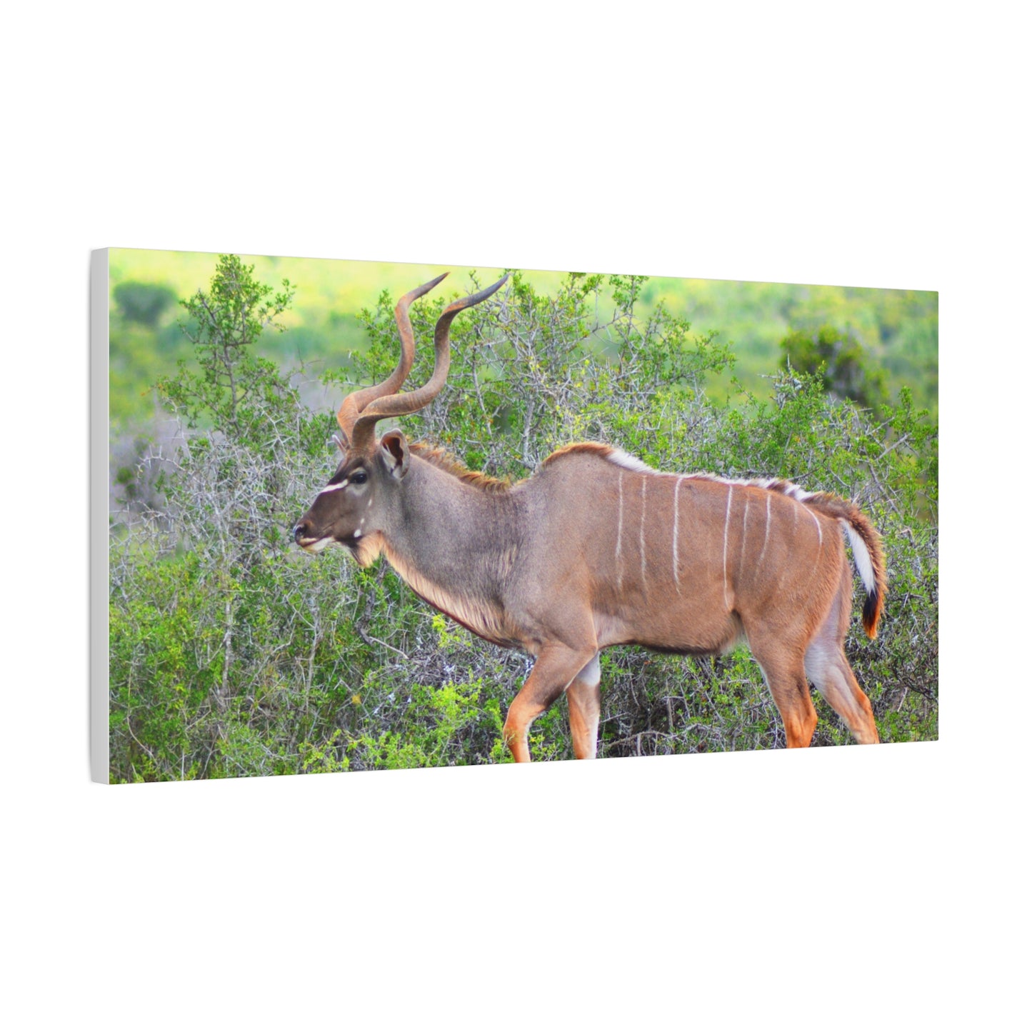 Africa Kudu Bull - Canvas Print