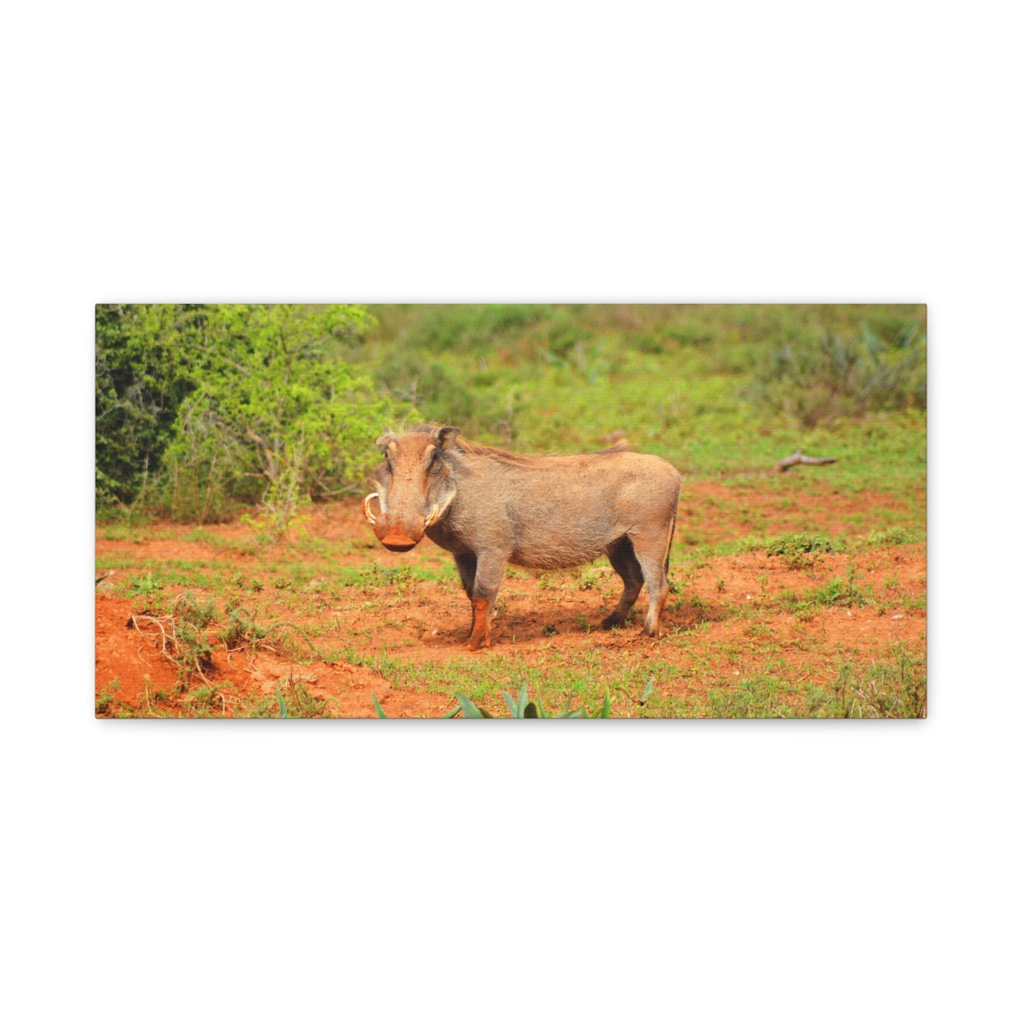 Dirty Warthog - Canvas Print