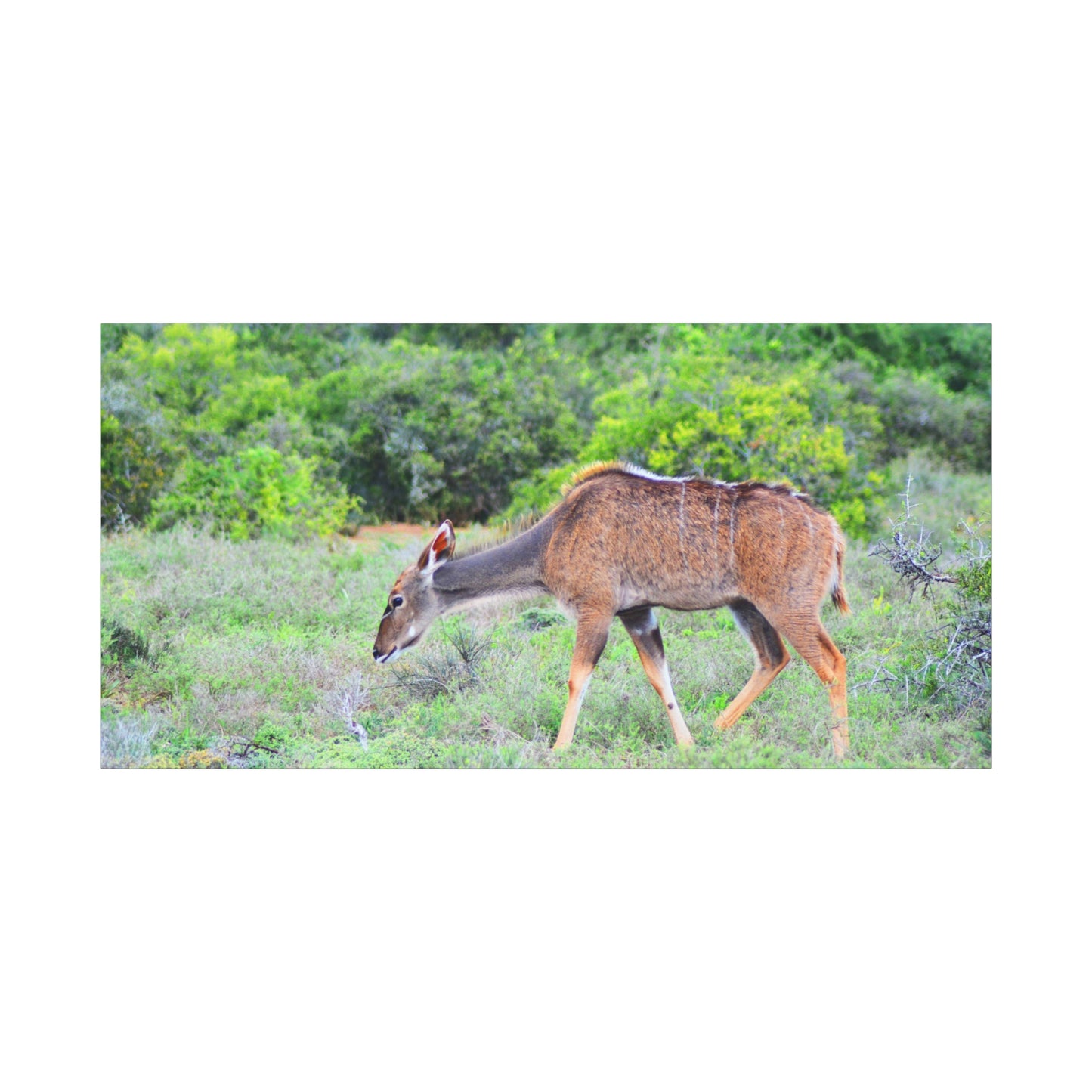 Africa Kudu Cow - Canvas Print