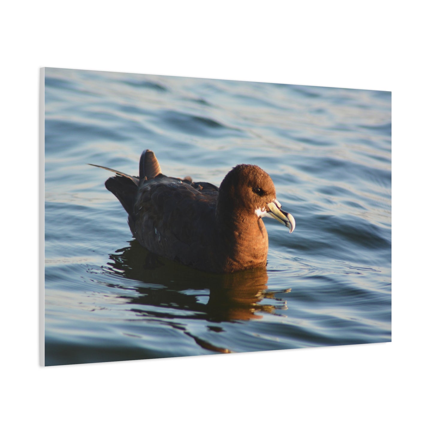 Bird Art Wall Decor, Coastal Wall Art, Ocean Decor, Nature Photography, Sea Bird Print