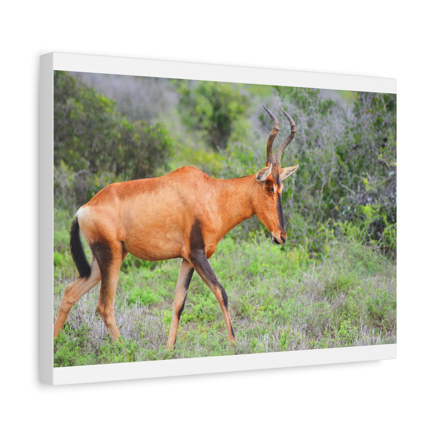 Red Hartebeest - Canvas Print