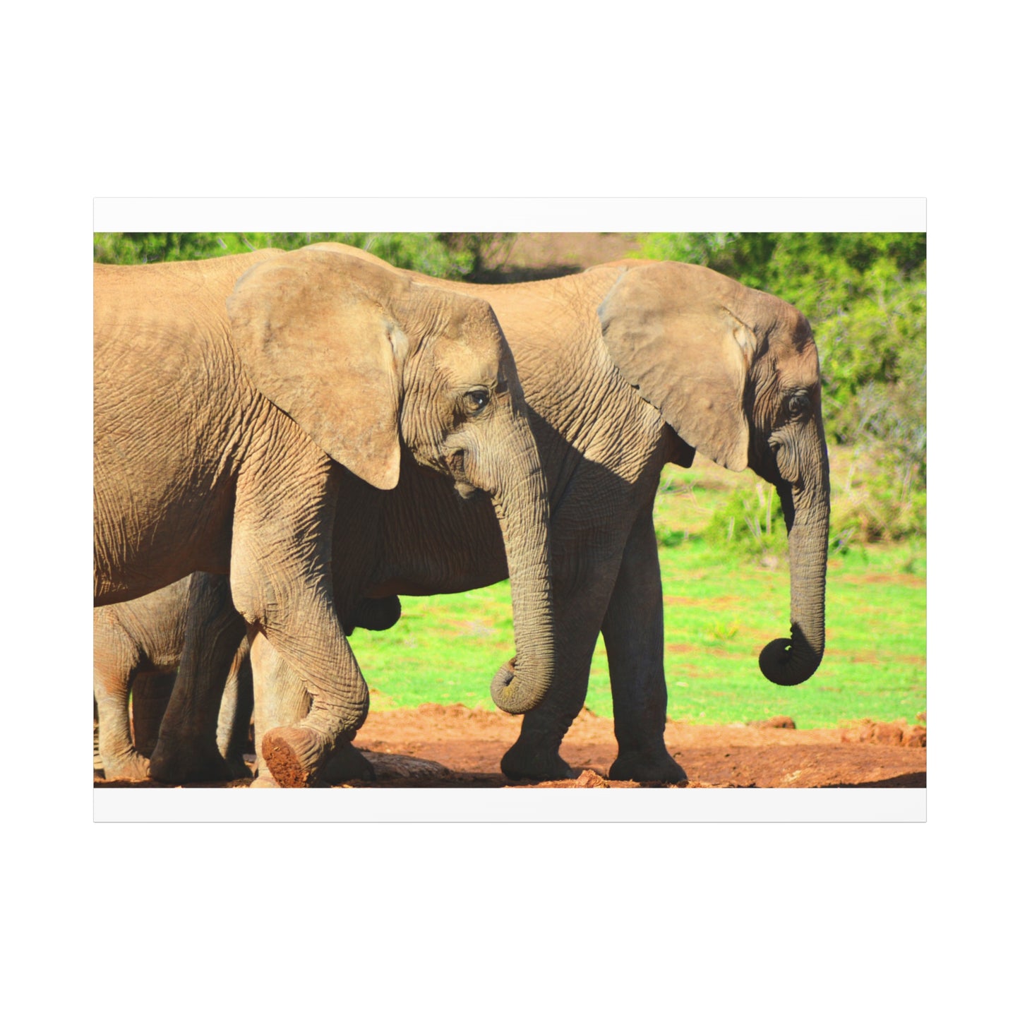 African Elephants - Canvas Print