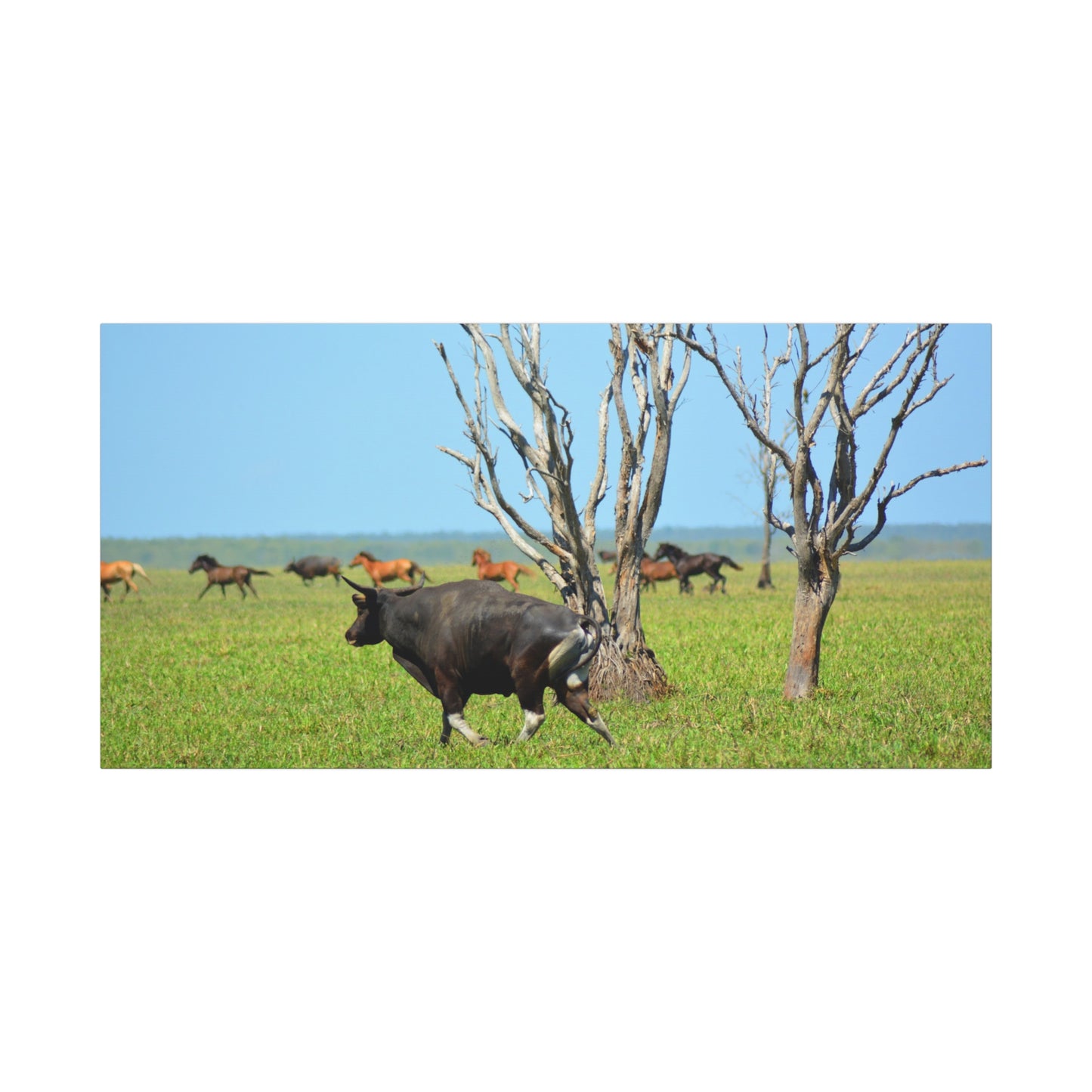 Australia Banteng - Canvas Print