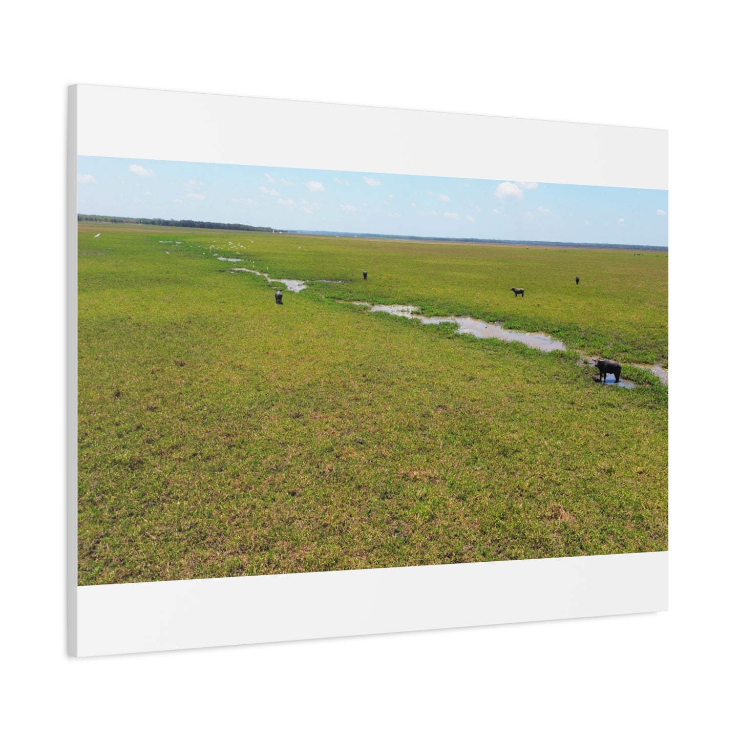 Asiatic Water Buffalo Australian Outback - Canvas Print