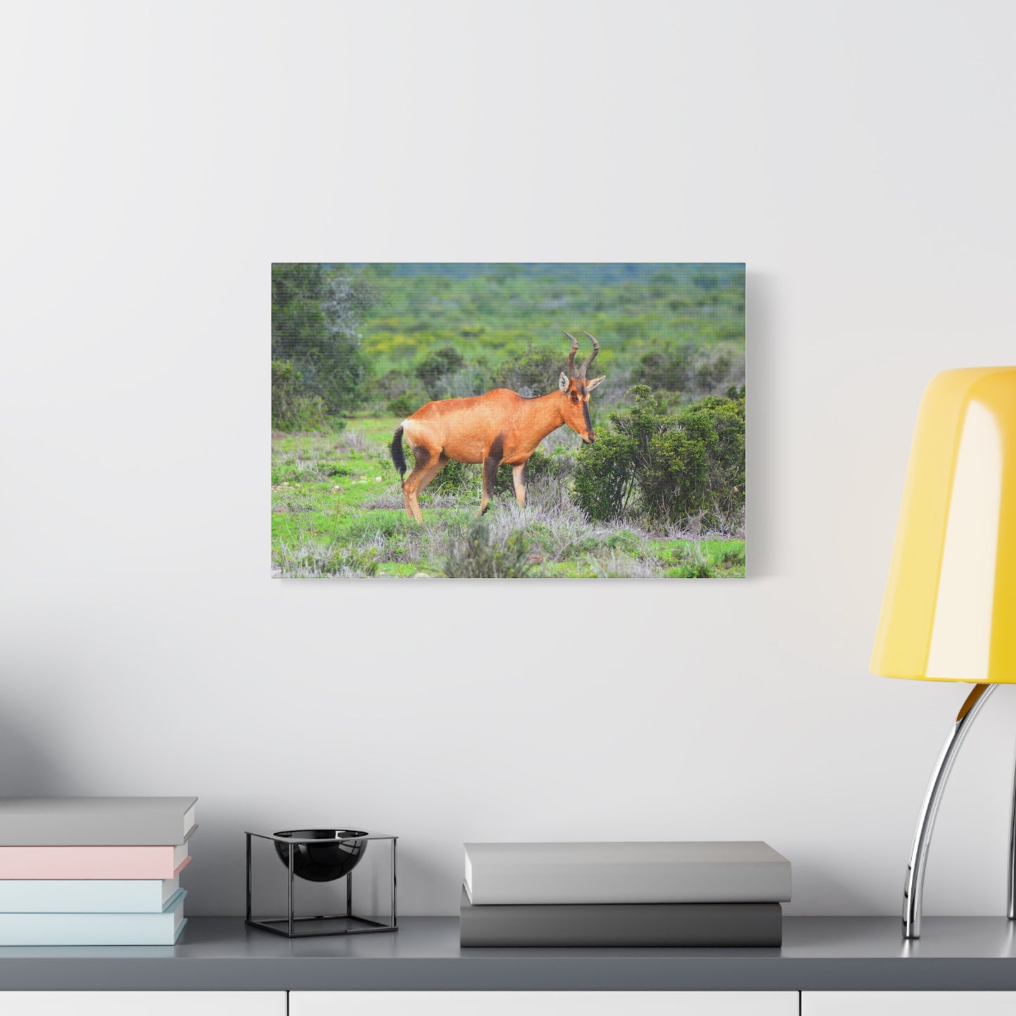 Africa Red Hartebeest - Canvas Print