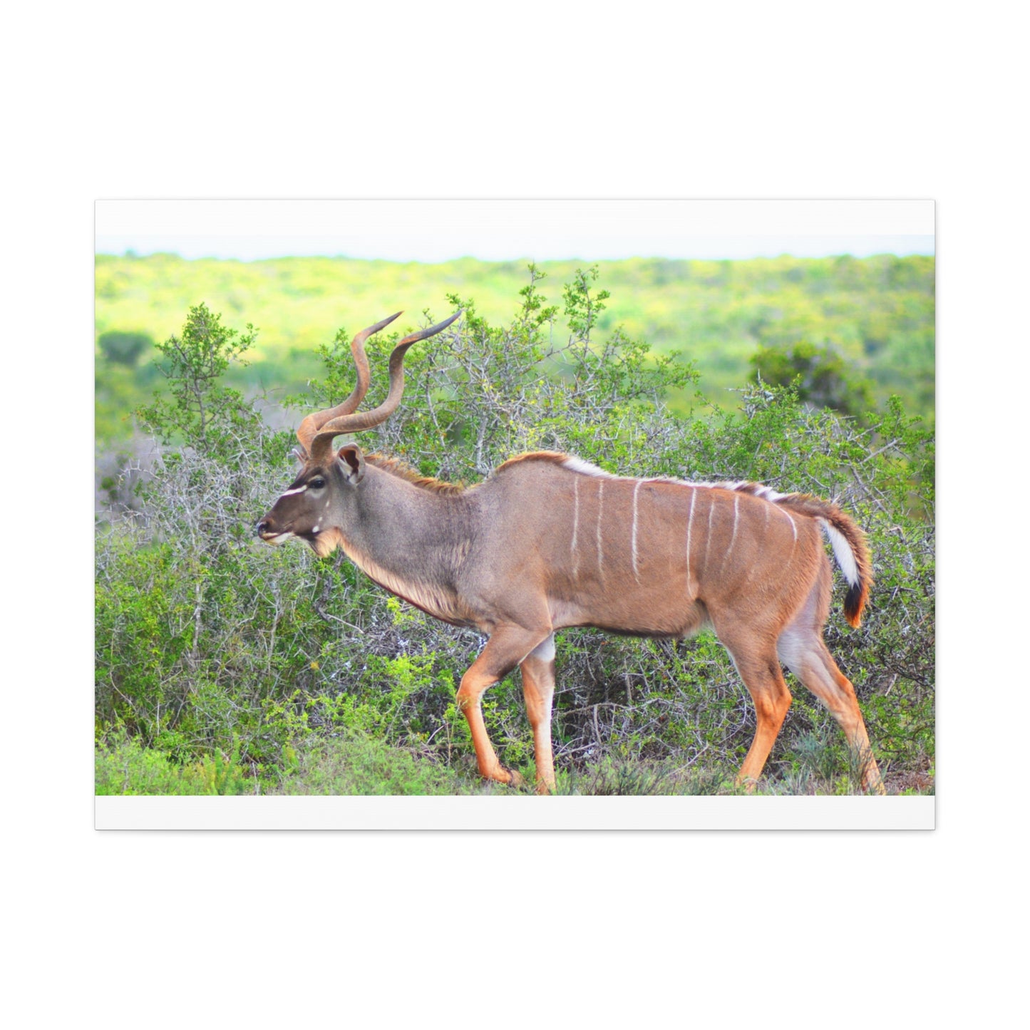 Africa Kudu Bull - Canvas Print