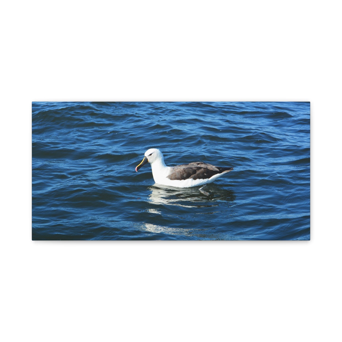 Albatross Canvas Print Sea Bird