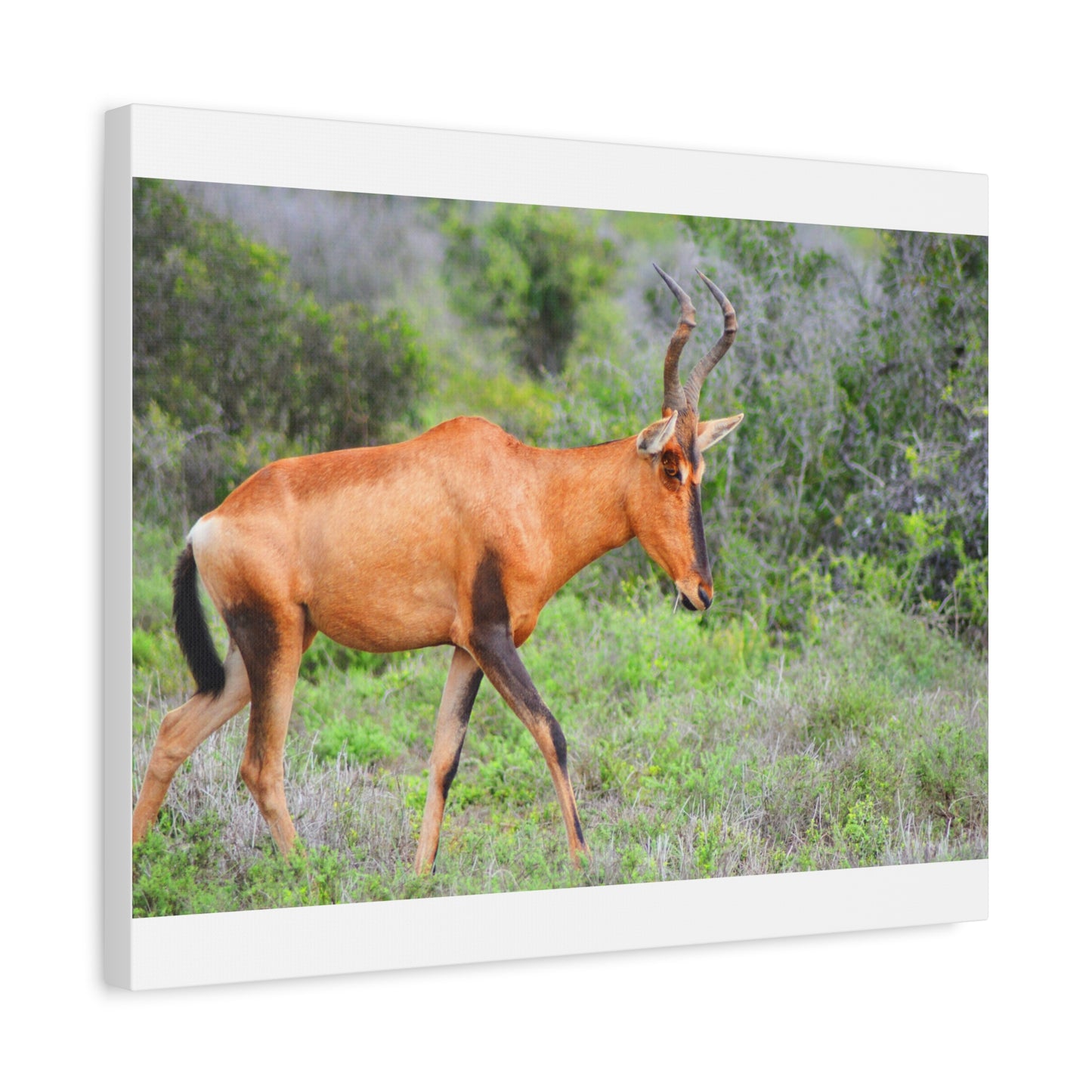 Red Hartebeest - Canvas Print