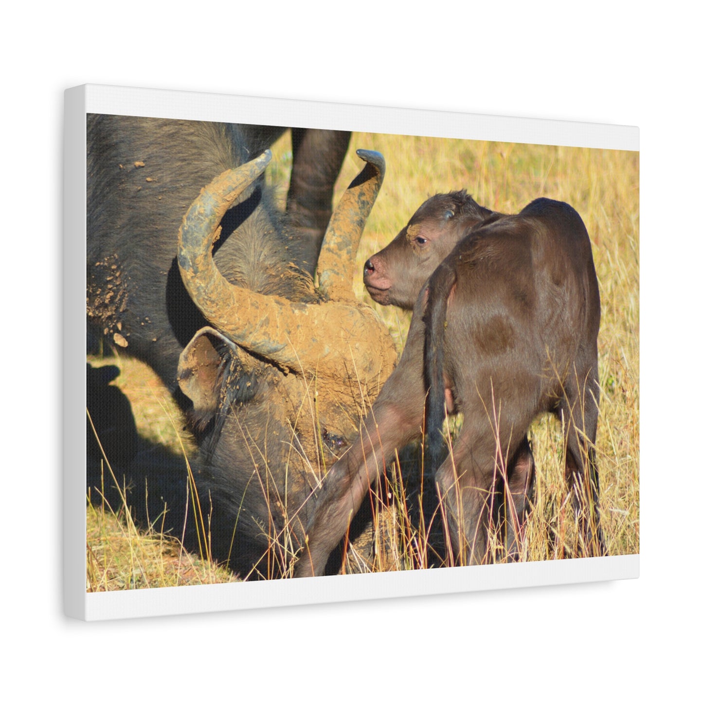 Cape Buffalo Tends to Calf