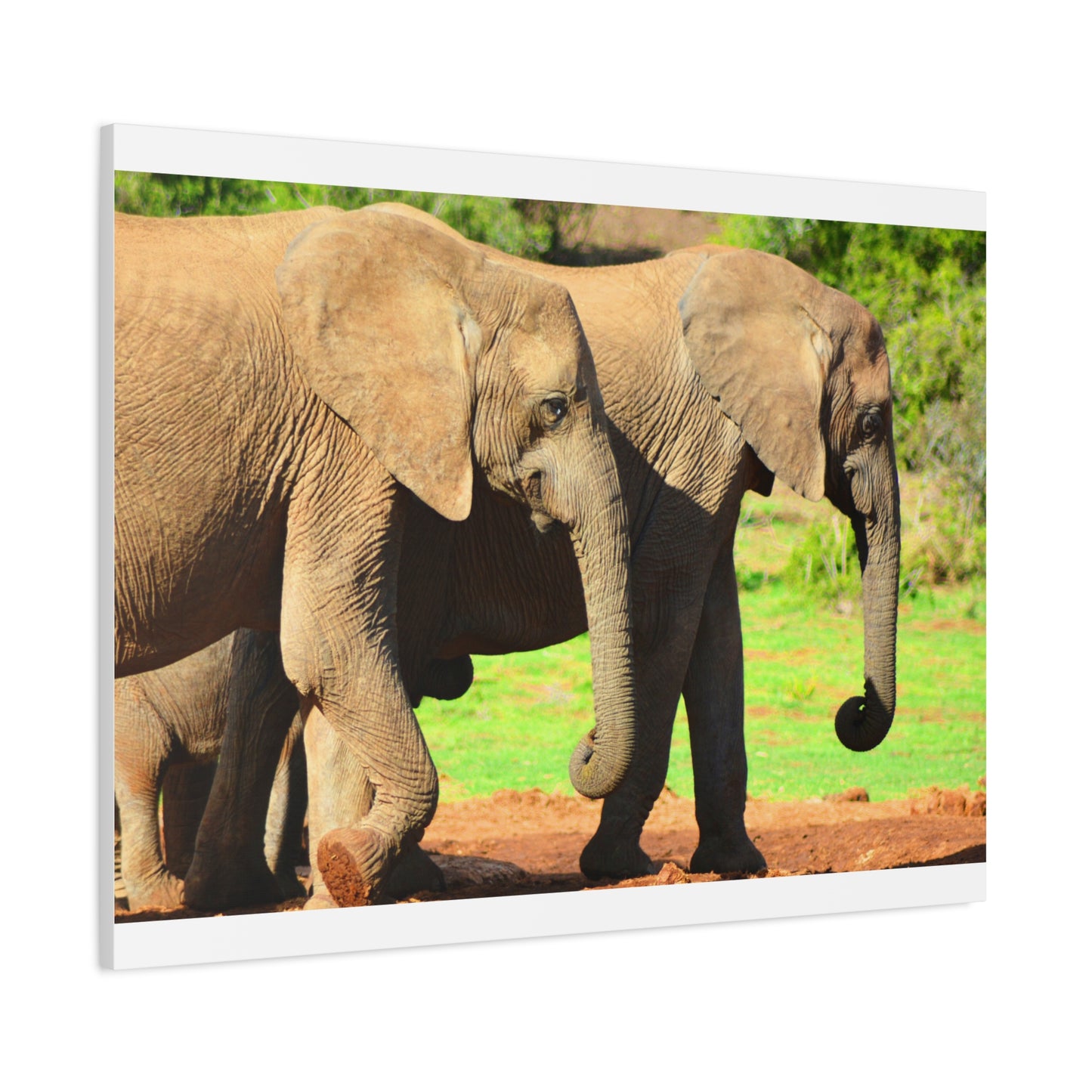 African Elephants - Canvas Print