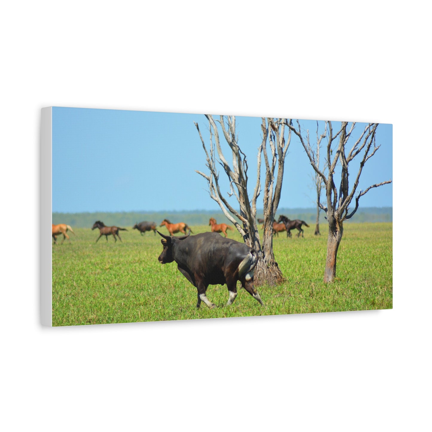 Australia Banteng - Canvas Print