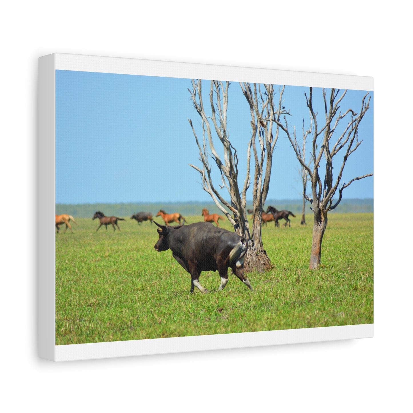 Australia Banteng - Canvas Print