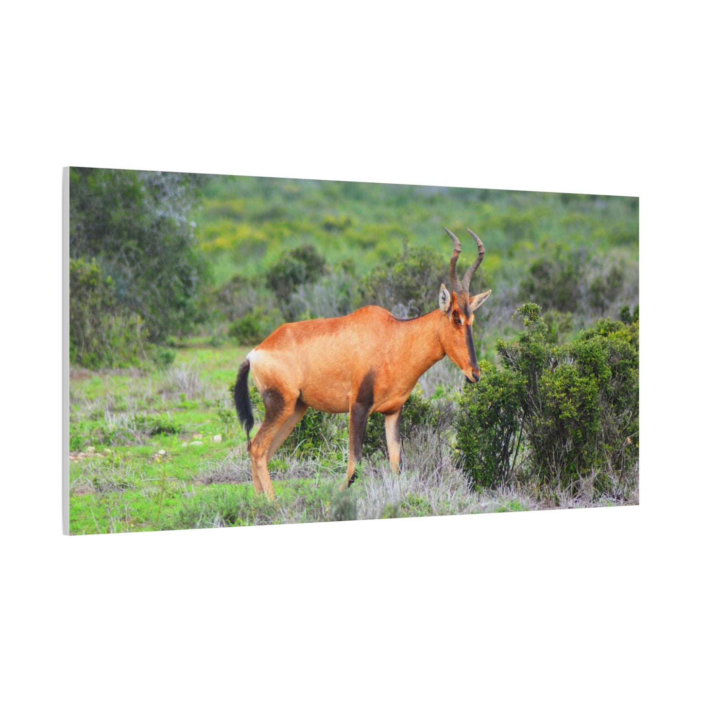 Africa Red Hartebeest - Canvas Print