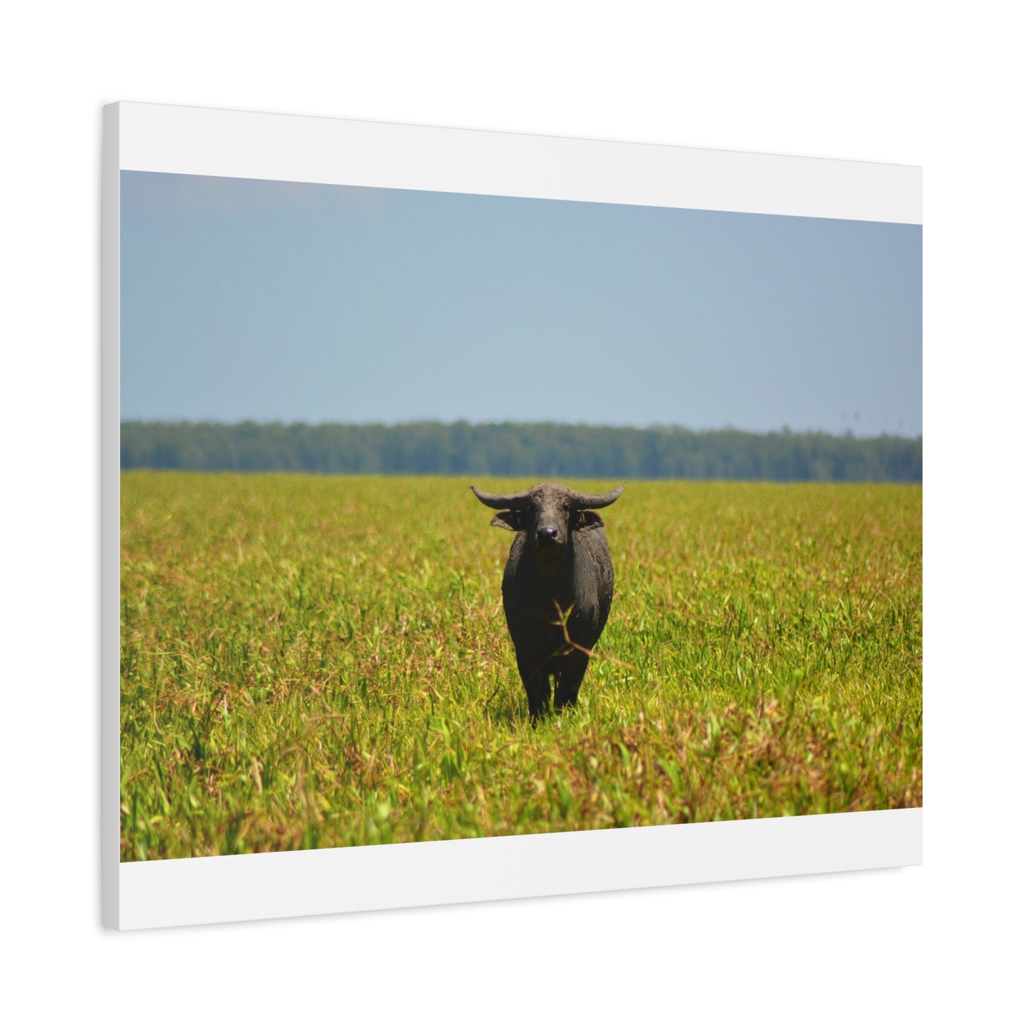 Asiatic Water Buffalo Australian Outback - Canvas Print