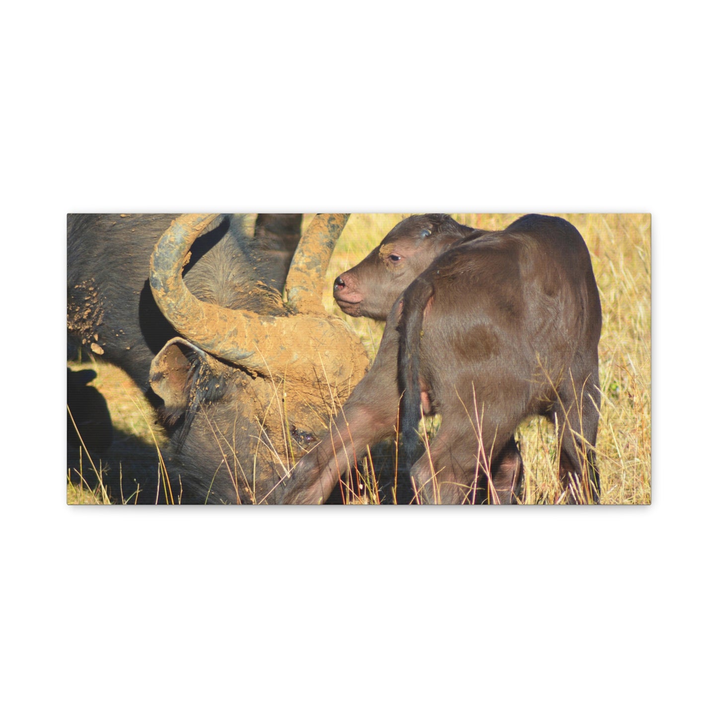 Cape Buffalo Tends to Calf