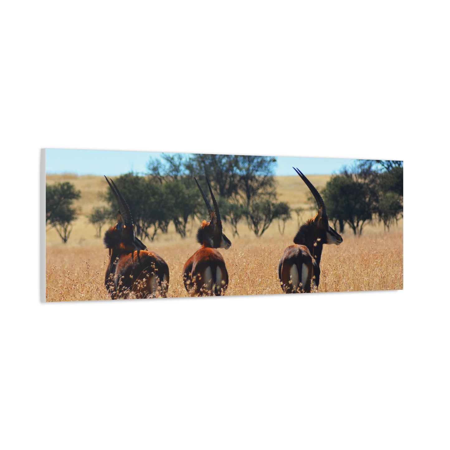 Sable Trio in Africa Canvas Print