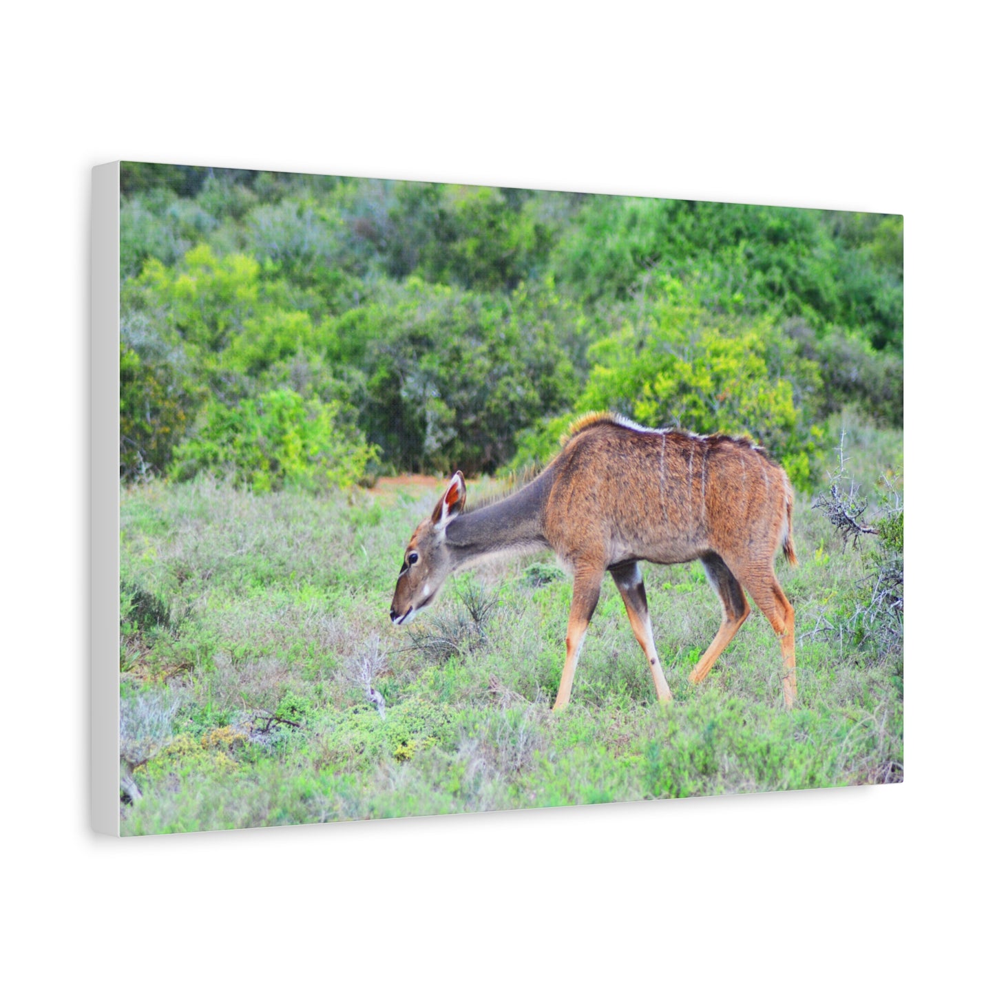 Africa Kudu Cow - Canvas Print