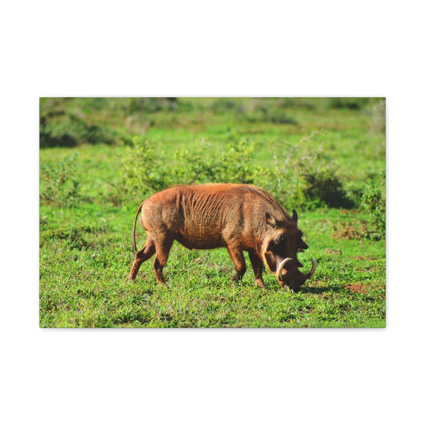 African Warthog - Canvas Print