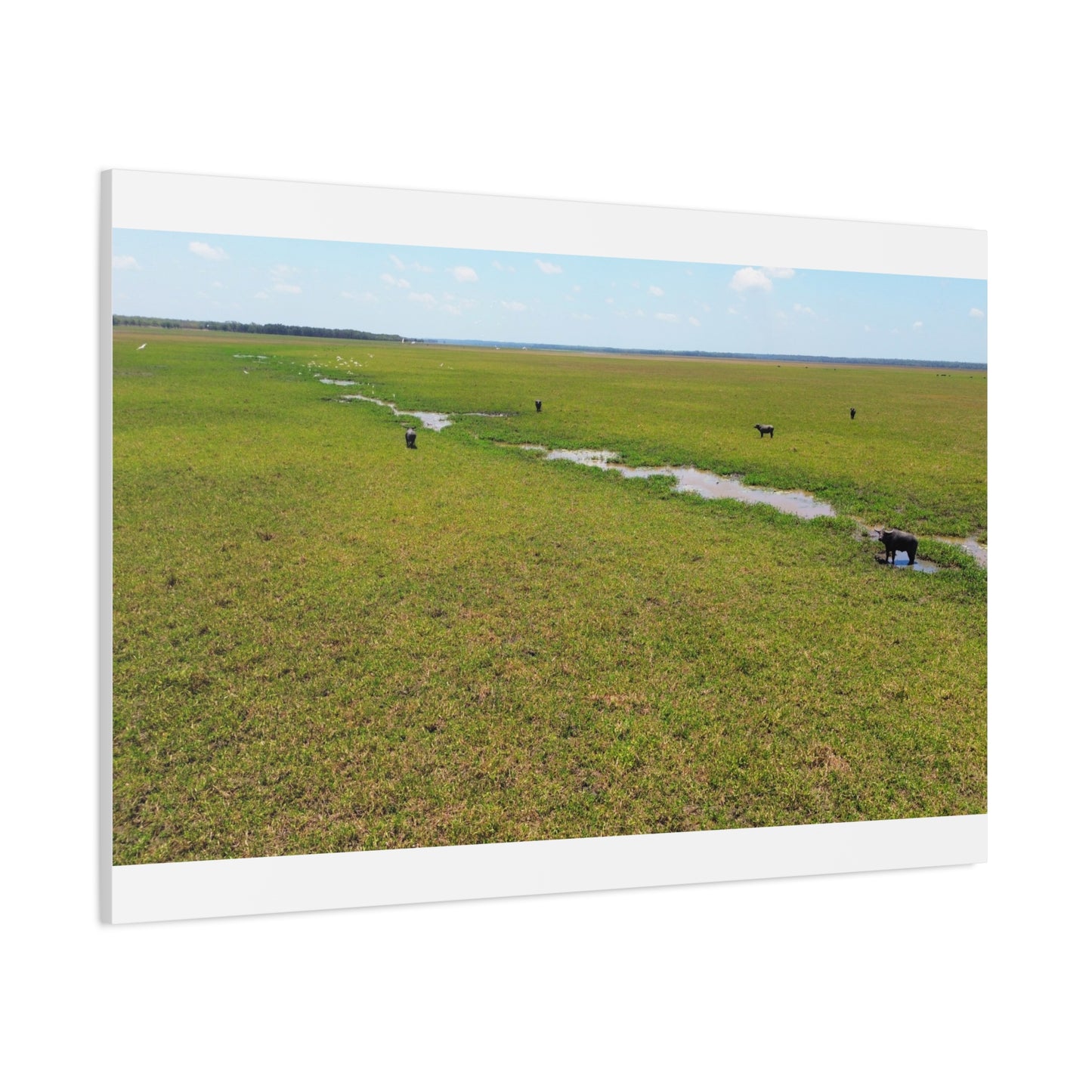 Asiatic Water Buffalo Australian Outback - Canvas Print