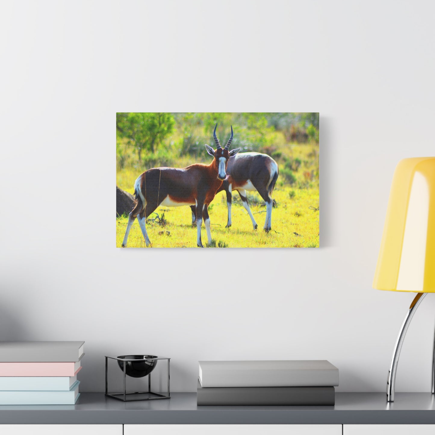 Blesbok in Africa - Canvas Print