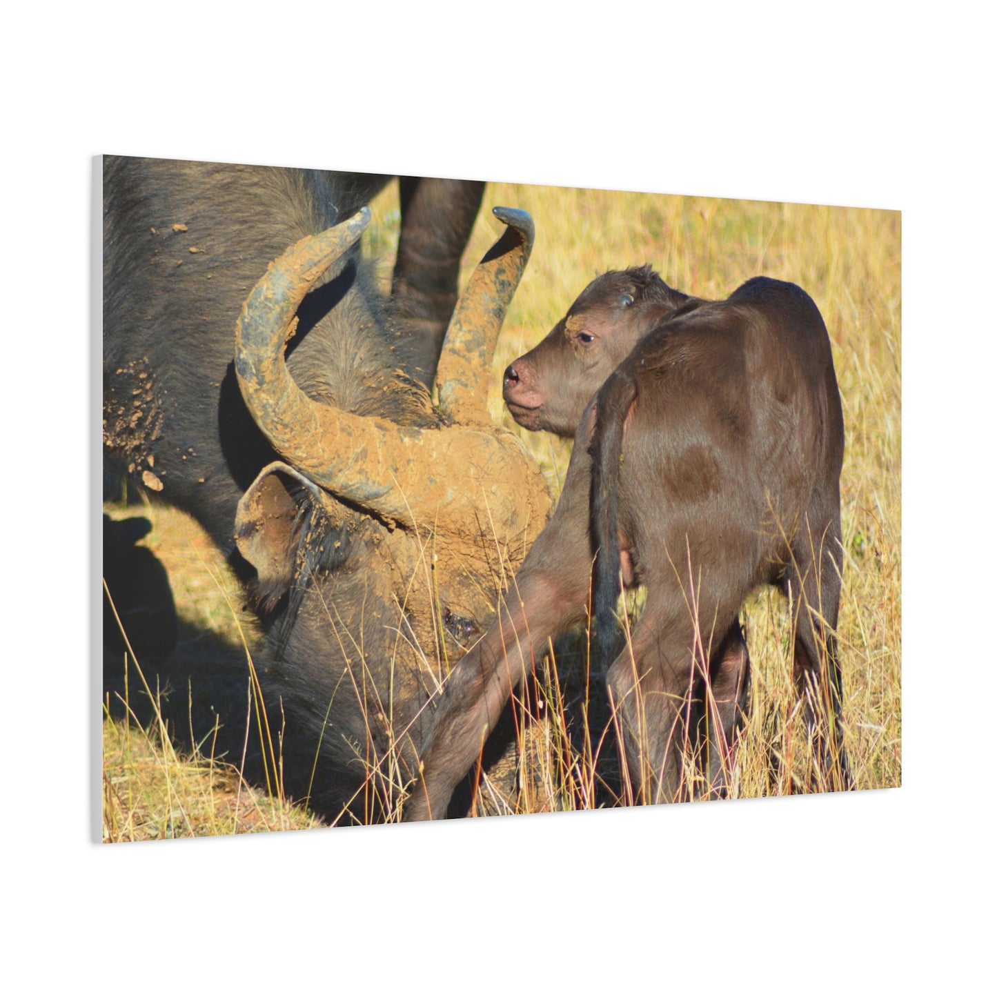 Cape Buffalo Tends to Calf