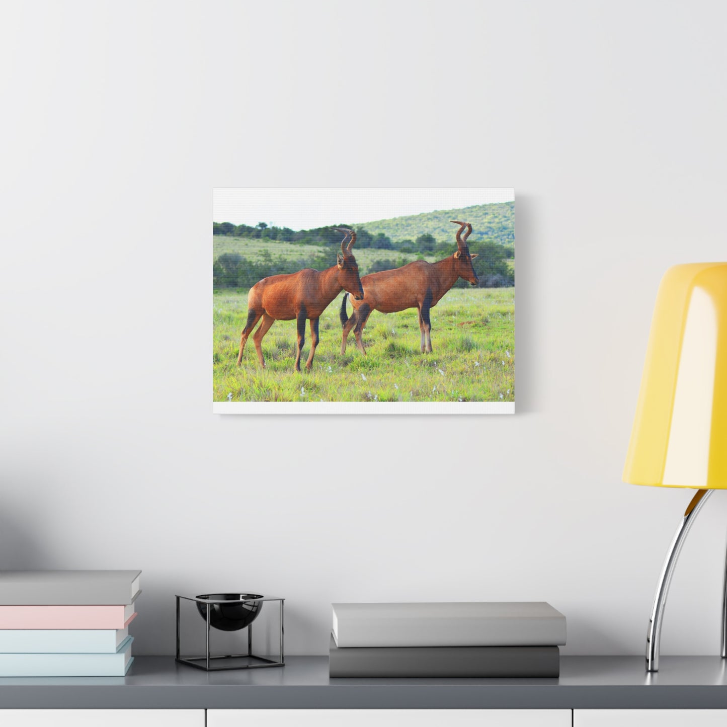 African Red Hartebeest - Canvas Print