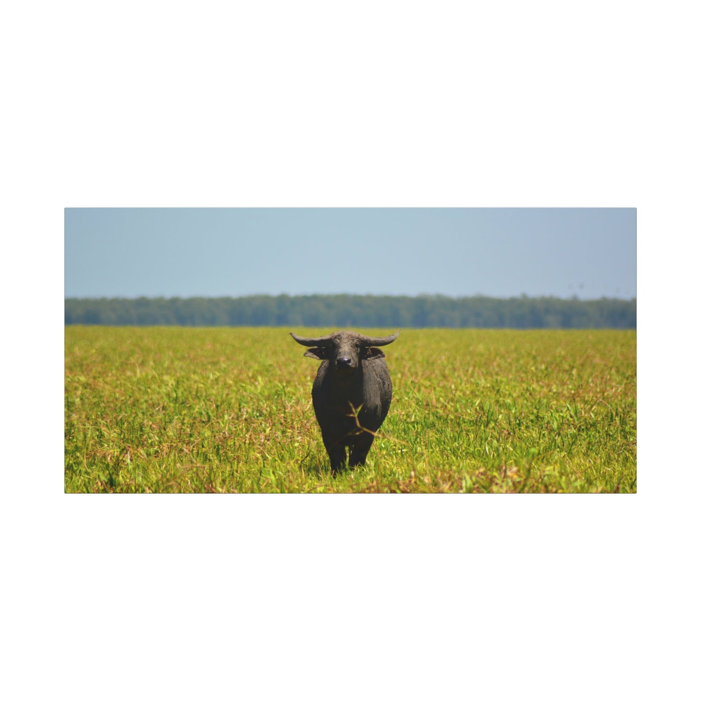 Asiatic Water Buffalo Australian Outback - Canvas Print