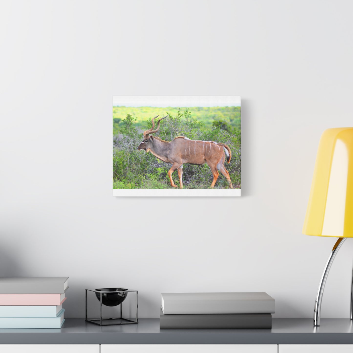 Africa Kudu Bull - Canvas Print