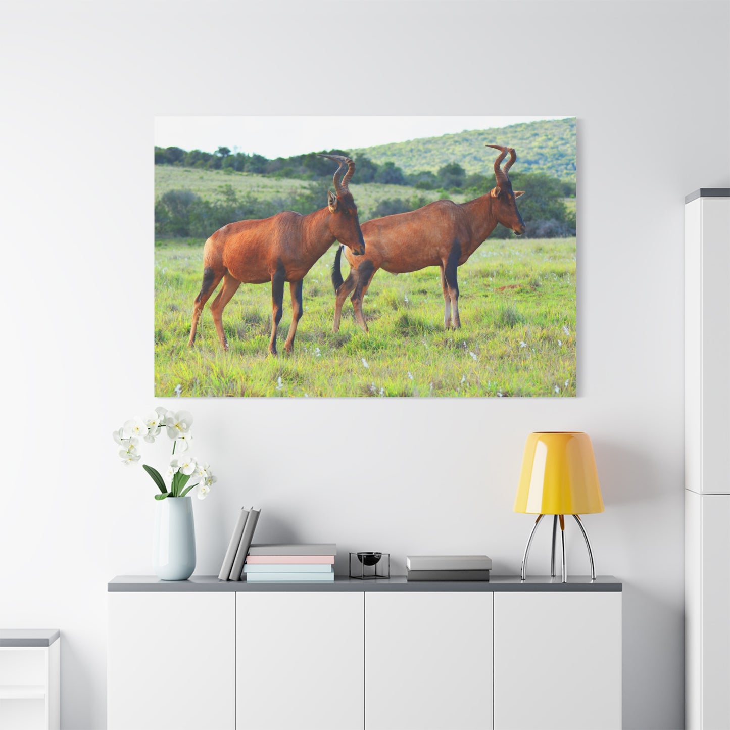 African Red Hartebeest - Canvas Print