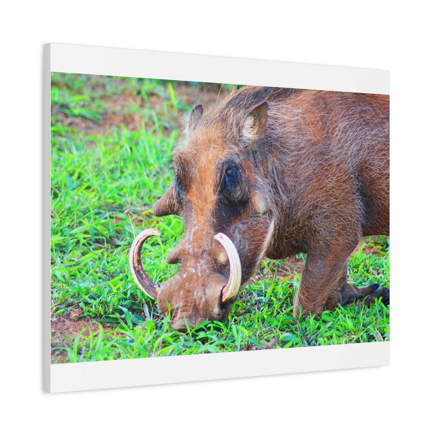 African Warthog Eating - Canvas Print
