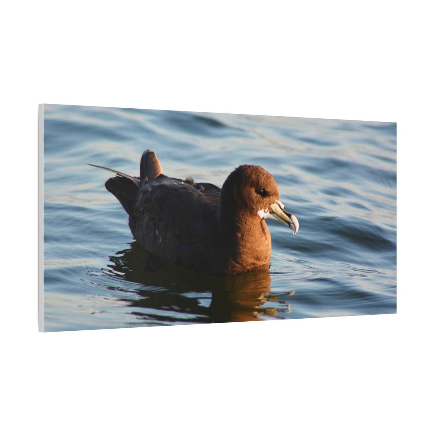 Bird Art Wall Decor, Coastal Wall Art, Ocean Decor, Nature Photography, Sea Bird Print