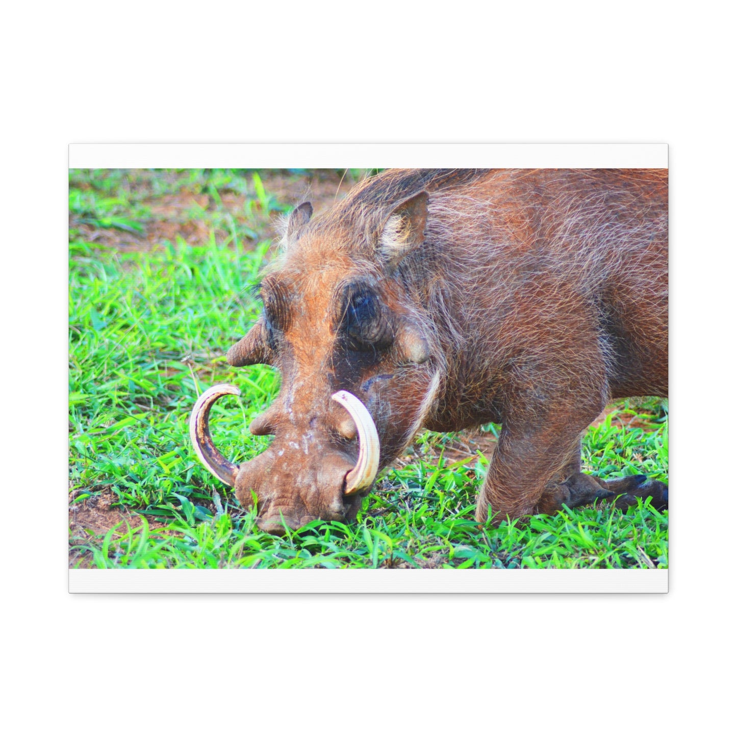 African Warthog Eating - Canvas Print