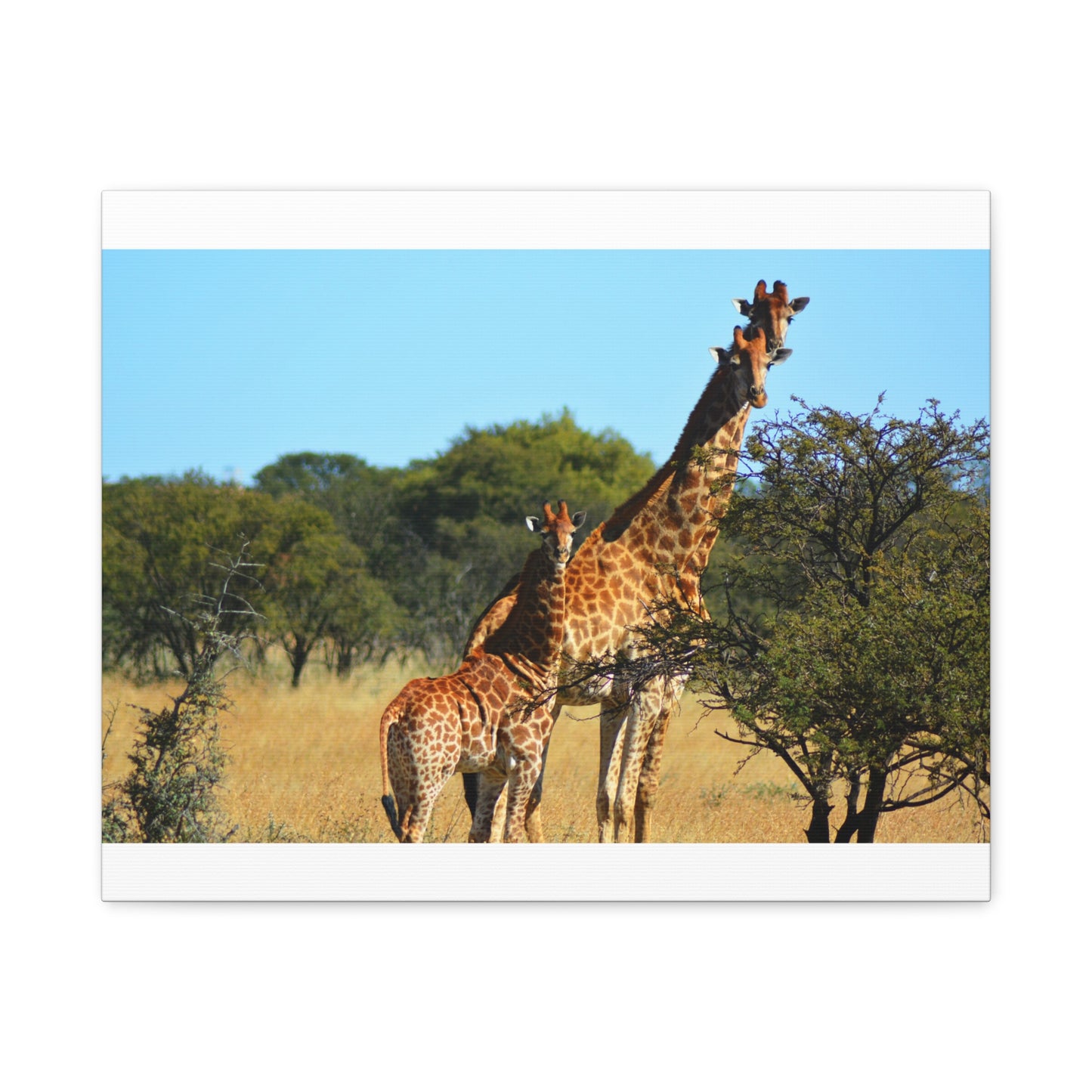 Giraffe Family in Africa