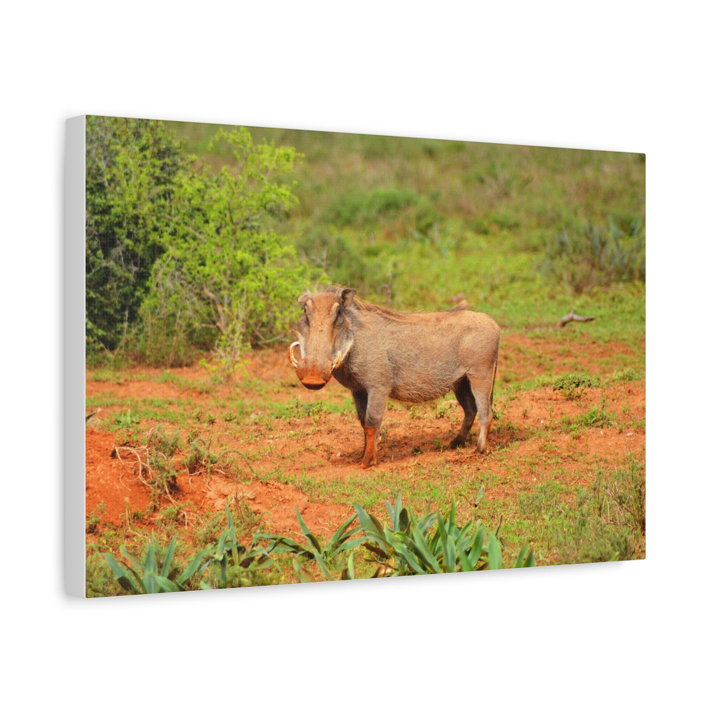 Dirty Warthog - Canvas Print