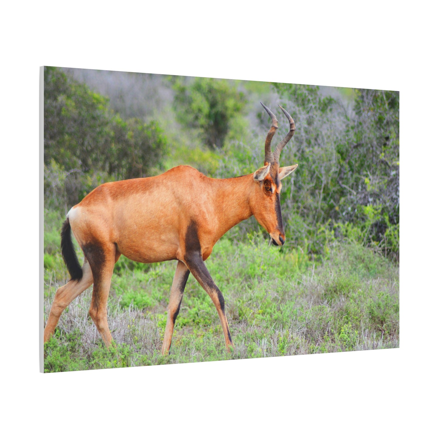 Red Hartebeest - Canvas Print