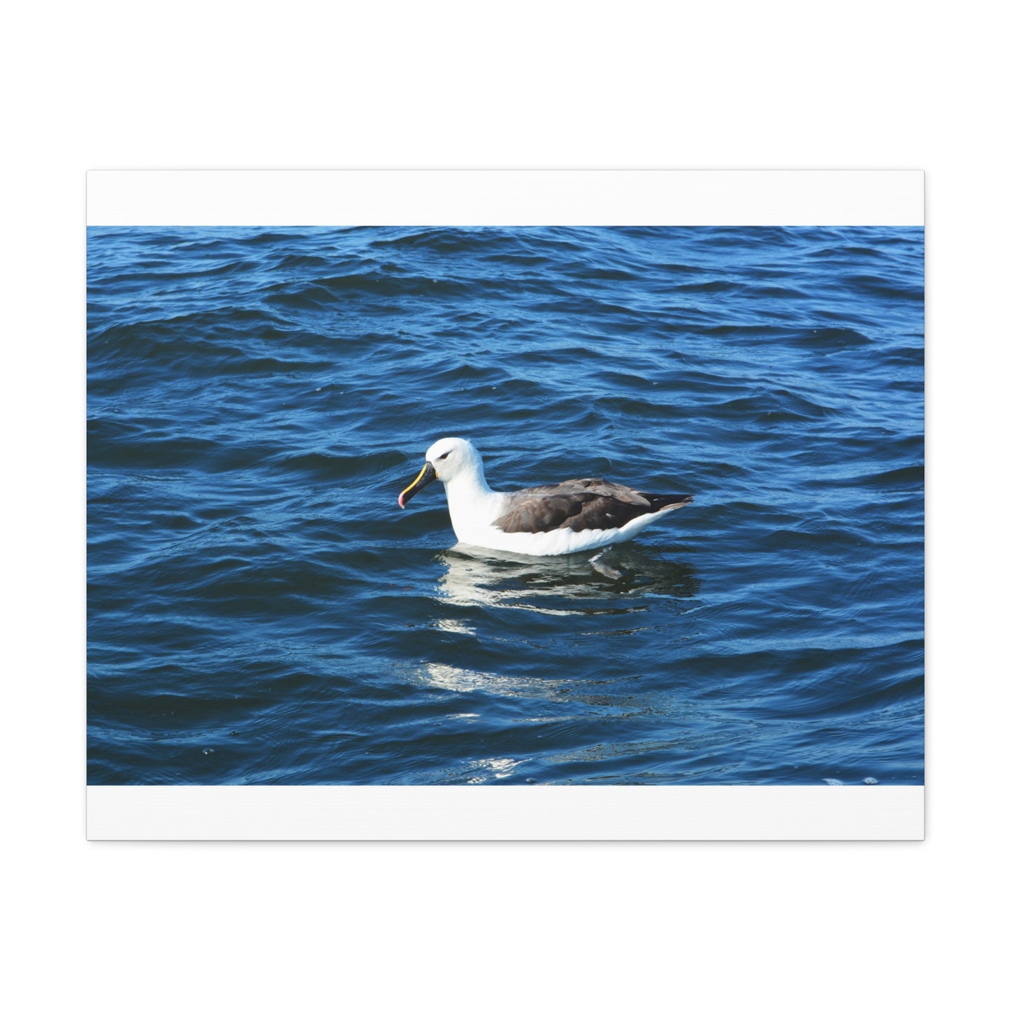Albatross Canvas Print Sea Bird